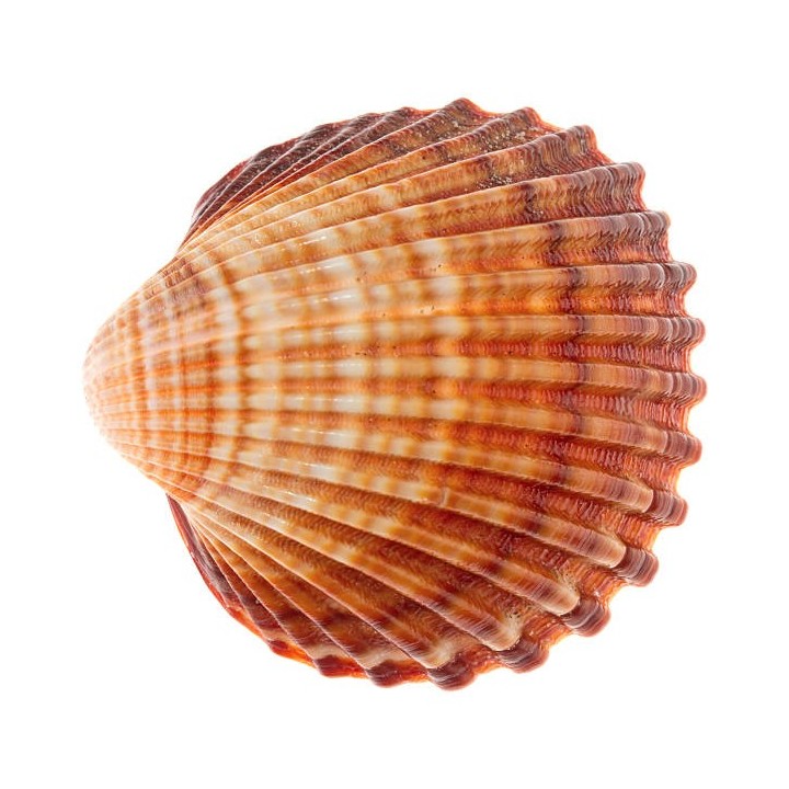 W-091