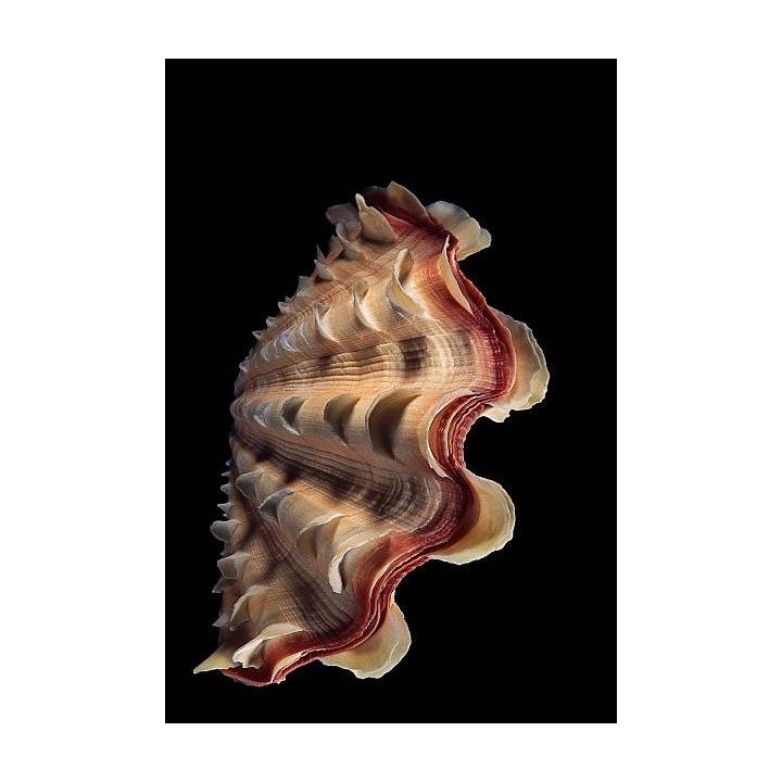 S-056